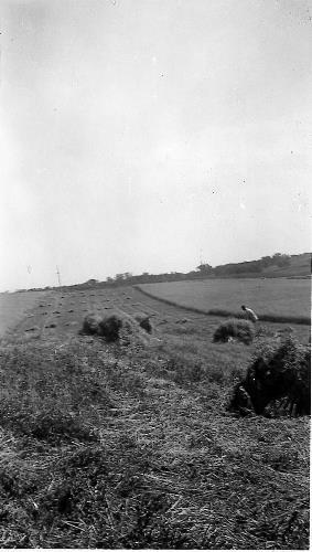 Roger Bongard shocking grain on William Bongard farm - 1947