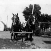 Work horses on Vic Schmieg's farm at present day Highway 5 and County Road 17 - circa unknown.