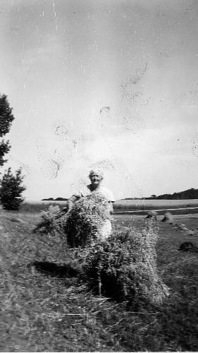 Shocking grain on William Bongard farm #2 - 1946 circa
