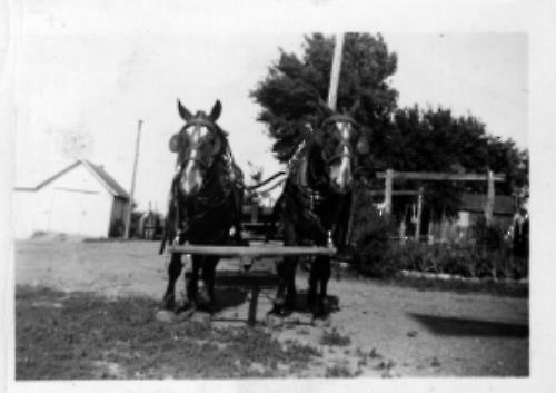 Work horses on Vic Schmieg's farm at present day Highway 5 and County Road 17 - circa unknown.