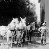 Paul Klein with work horses - circa 1920's