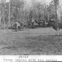 Henry Aspden with his cattle. Photograph courtesy of Carver County Historical Society.