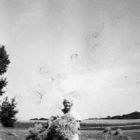 Shocking grain on William Bongard farm #2 - 1946 circa