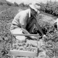 Charles Lawson on the Lawson's 10 acre berry farm - circa unknown
