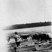 Cows in the water and rental boats at Lake Ann - August 1930